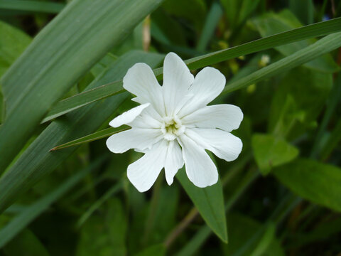 Star-Shaped White Blossom