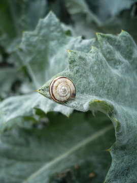 Snail Shell on Fuzzy Leaf