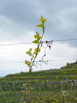 Vineyard Foreground Detail