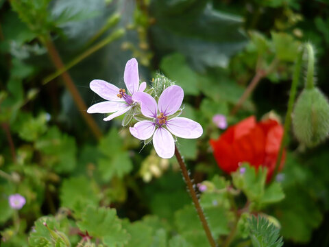 Delicate Spring Blooms Against Greenery