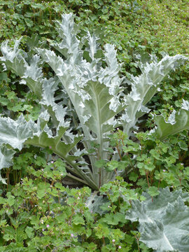 Silvery Foliage Plant Display