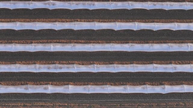 Low tunnel cultivation system in Po Valley near Piacenza Emilia Romagna Italy with parallel raised beds covered by plastic row covers for protected horticulture, top down drone shot