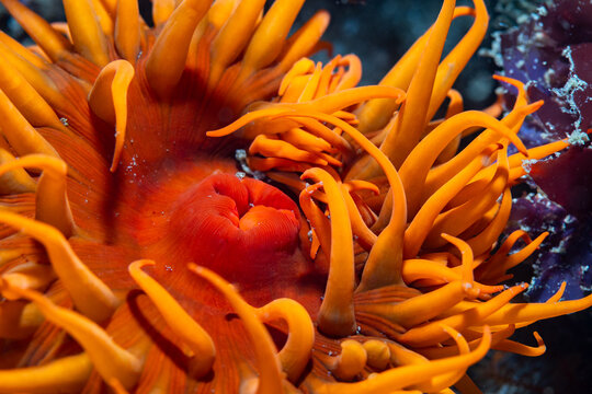 Closeup macro photo of an Orange sea anemone underwater showing the details of its mouth and tentacles