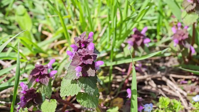 Bright sunlight illuminates a vibrant patch of purple dead-nettle flowers, also known as red dead-nettle or purple archangel, with their distinctive green leaves nestled among fresh spring grass,