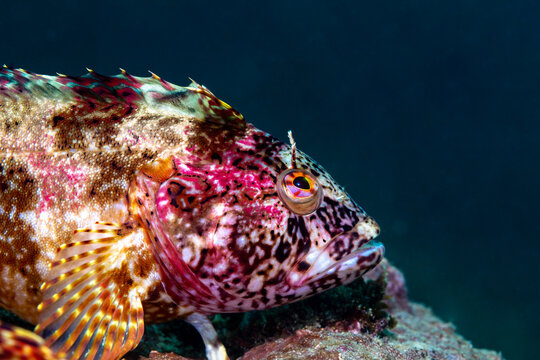 Close-up of a colorful Super Klipfish (Clinus superciliosus) fish underwater with a pretty pattern on its skin, an endemic species to South Africa