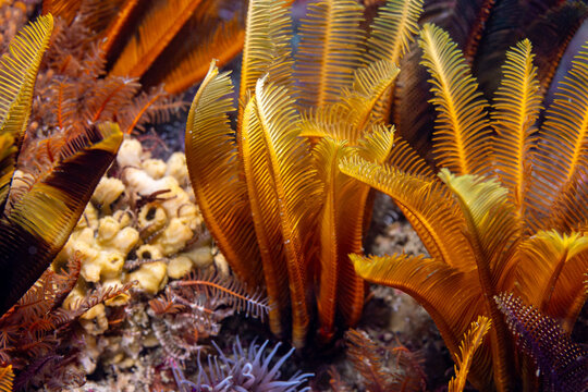 Close-up of a few beautiful Elegant Feather stars (Tropiometra carinata) starfish together underwater on the reef, with branching arms like feathers