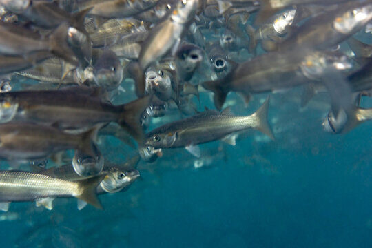 Closeup photo of a school of Southern mullet (Chelon richardsonii) swimming toward the camera showing the movement of the silvery fish