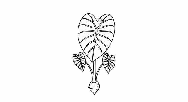Stylized outline of a taro root with three heart-shaped leaves