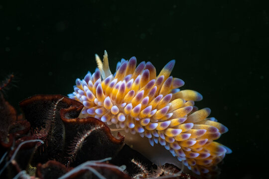 Macro photo of a Blue gas flame nudibranch (Bonisa nakaza) sea slug on the reef underwater with dark background
