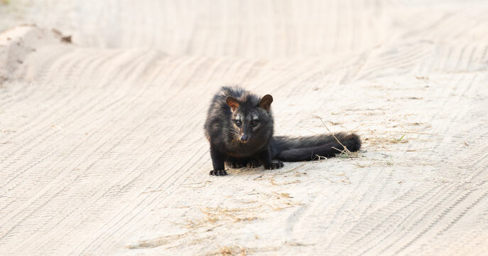 An indian palm civet on the road day time