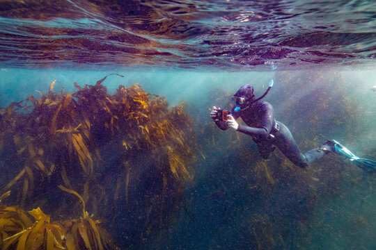 Soft and abstract natural light image of a snorkeler taking pictures in the cold water kelp forest at sunset, with light rays shining into the water