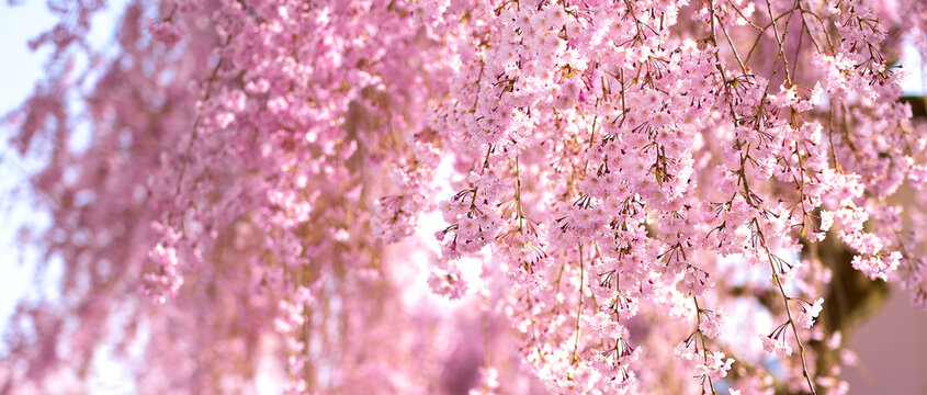 Weeping cherry trees the beauty of the weeping cherry blossoms that hang down like a waterfall.in Kitakata,Fukushima, Japan.