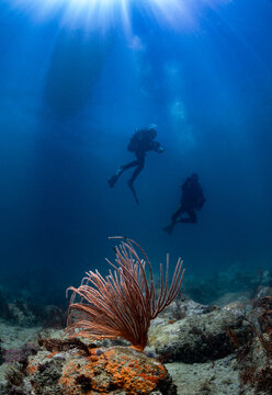 Two scuba divers in silhouette hanging in mid water with a large sea fan in the foreground and the water surface visible in the background