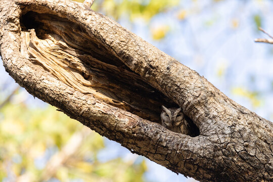 An Indian scops owl in the tree