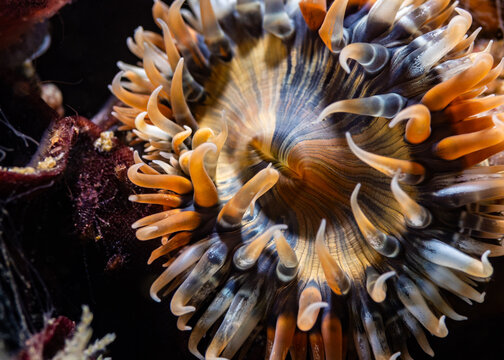 A closeup macro picture of a Striped sea anemone underwater showing the beautiful colors and details, with dark and light brown striped body and short tentacles