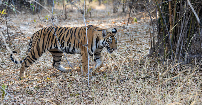 a Bengal tiger walking through the bamboo forest