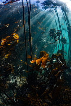 Underwater image of a serene kelp forest and sunrays shining in through the fronds portrait