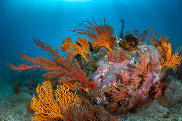 A colorful cold water rocky reef with a large boulder covered in sea fans, sponges and star fish in Cape Town © MWolf Images