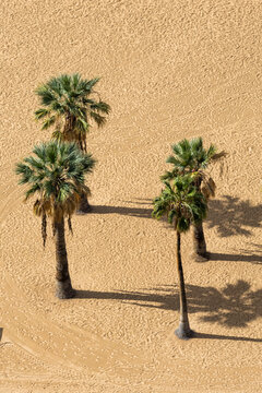 Palms on playa de las Teresitas beach vacation on Tenerife island in Spain
