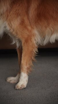 A Nova Scotia Duck Tolling Retriever dog shows limping legs in close view. The scene focuses on injury and movement difficulty.