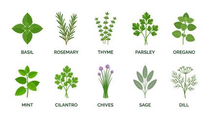 Collection of various fresh culinary herbs and spices with names. © pratama yudi