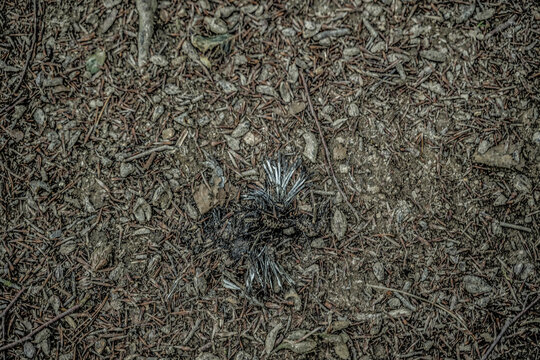 vogel tod boden sterben tier