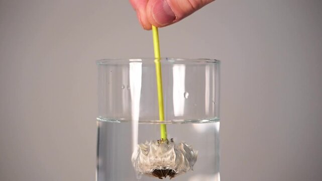 L&ouml;wenzahn wasser eintauchen auftauchen