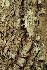 Fototapeta premium A close-up of the rough bark of a teak tree with its natural texture and pattern, showcasing earth tones and patches of moss, captured in soft natural light.