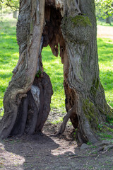Obraz premium . Exposed Wood Tree Trunk Close Up