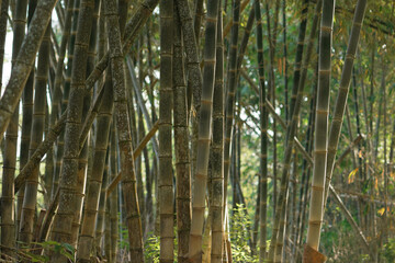 Fototapeta premium A lush green bamboo grove landscape in a natural Japanese, Indonesia forest during a sunny spring morning with sunlight filtering through the wood and foliage against a clear sky