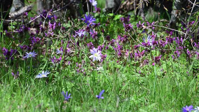 a lush field of wild spring flowers, featuring purple fumewort and pale blue anemones swaying gently in the grass on a bright, sunny day