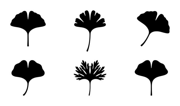 Ginkgo biloba leaf silhouettes, set of 6 black botanical icons, minimalist ginkgo leaf vector shapes for nature branding and floral design