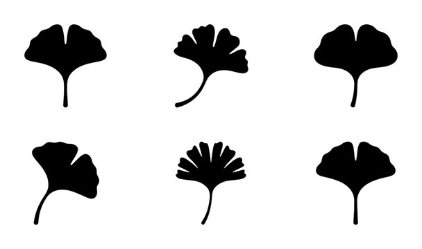 Ginkgo biloba leaf silhouette collection, set of 6 black botanical vector icons, minimalist ginkgo foliage shapes for organic branding and logo design