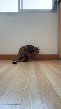 4K vertical video of a tabby cat sitting near a white wall, staring and wagging its tail with interest toward a gap under a cabinet.