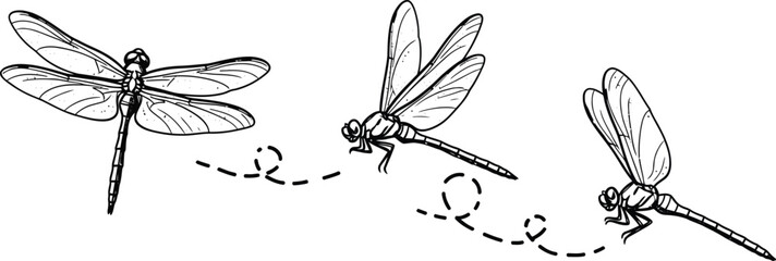 Detailed sketch of dragonflies in flight and at rest © MSTUSILA