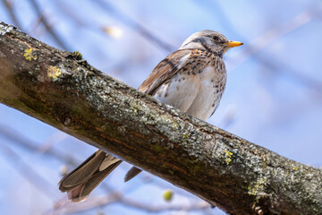  Kwiczoł(Turdus pilaris). © Janusz Lipiński