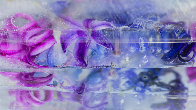 abstract background with frozen hyacinth and muscari flower petals in translucent ice