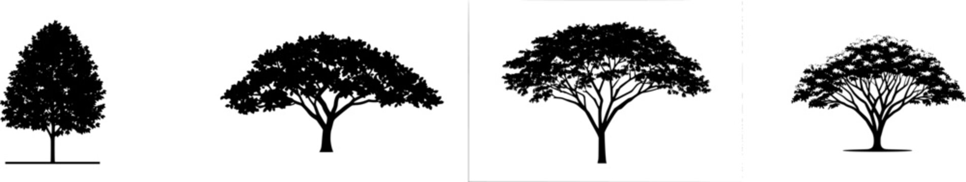 A solitary Sandalwood tree stands gracefully against a pristine white backdrop, its small stature accentuated by smooth bark and fragrant leaves, exuding an aura of pure elegance and tranquility