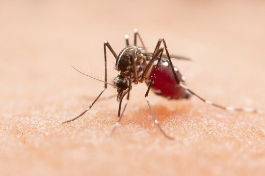 Macro mosquito biting skin sucking blood