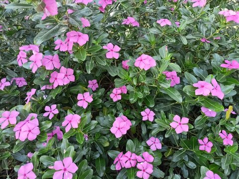 Pink Periwinkle Flowers Blooming in Lush Green Garden Background