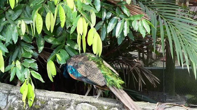 blue peacock after molting season in the park, indian peafowl go hiding in the bushes in the afternoon, peacock start regrow their tail feathers