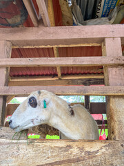 Fototapeta premium sheep eating grass in the wooden pen. Several sheeps in a wooden pen eating dry grass
