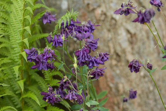 Green, leaves and growth of flowers in nature for botany, sustainable environment and blossom. Petal, aquilegia and blooming plants in natural habitat, horticulture and floral cultivation in forest