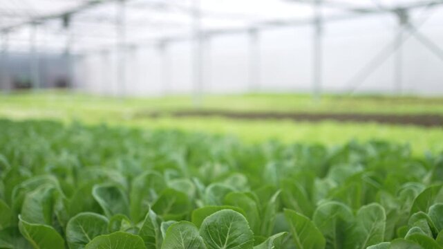 Vegetables at vegetable production greenhouse. Food, technology, agriculture.