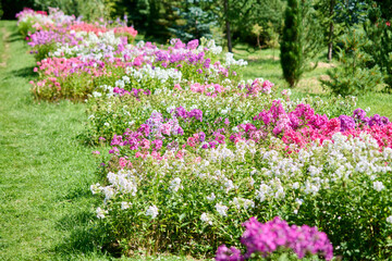 Obraz premium Vibrant phlox paniculata flowerbeds blooming in sunlit garden landscape