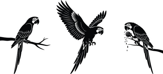 Obraz premium Black silhouette set of macaw parrot birds perched on branches and flying with open wings isolated on white background for tropical nature wildlife design