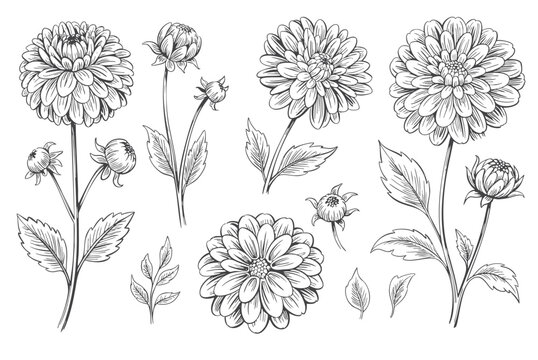 Dahlia botanical collection in classic engraving line art.