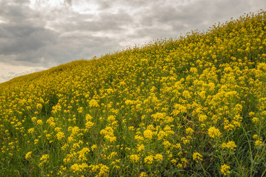 Yellow-flowering wild rapeseed plants on the slope of a Dutch dike. The photo was taken on a heavily overcast day in the spring season.