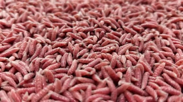 Red maggot worms crawl and move on a surface in a close-up view during daytime