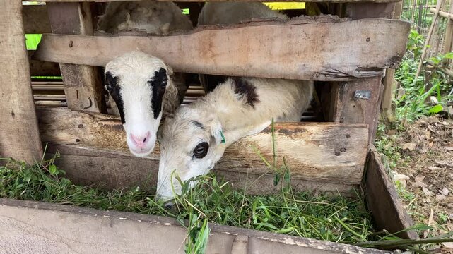 Sheep being fed in its wooden pen, reaching for the weed. A domestic animal is feeding. Static close up 4k shot. Sheep couple ruminating in a cage.